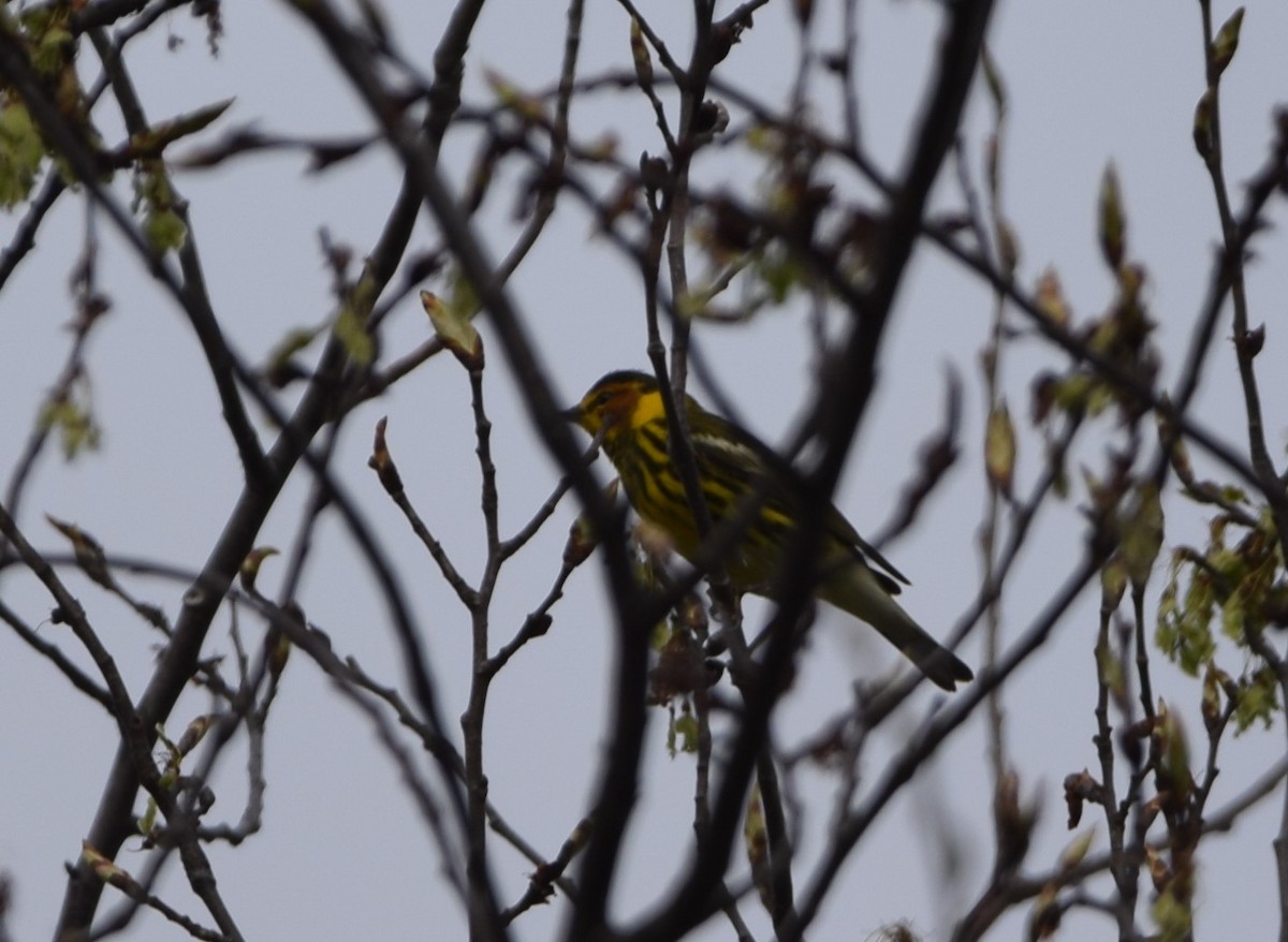 Cape May Warbler - ML619102765