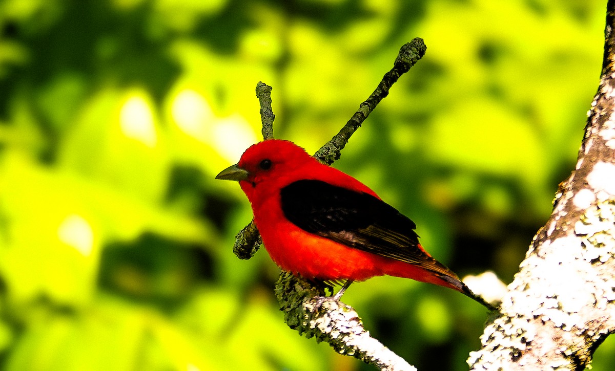 Scarlet Tanager - ML619102817