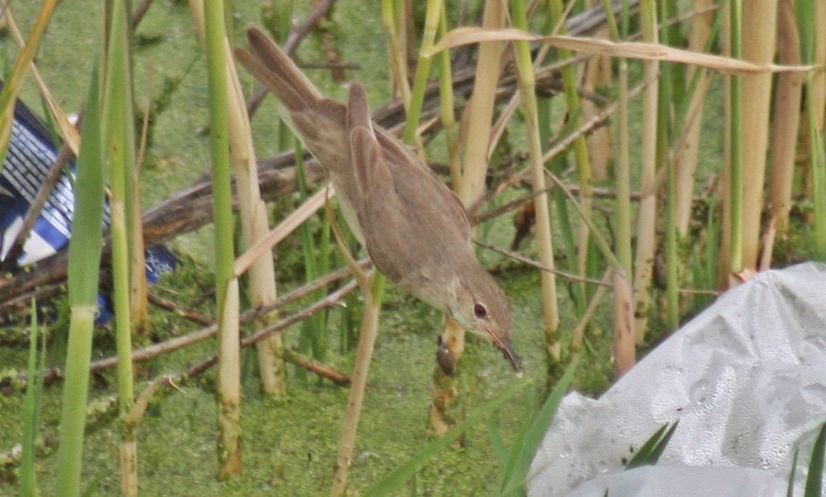 Common Reed Warbler - ML619102843