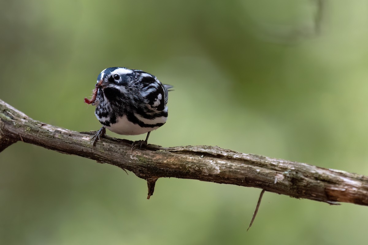 Black-and-white Warbler - ML619102937
