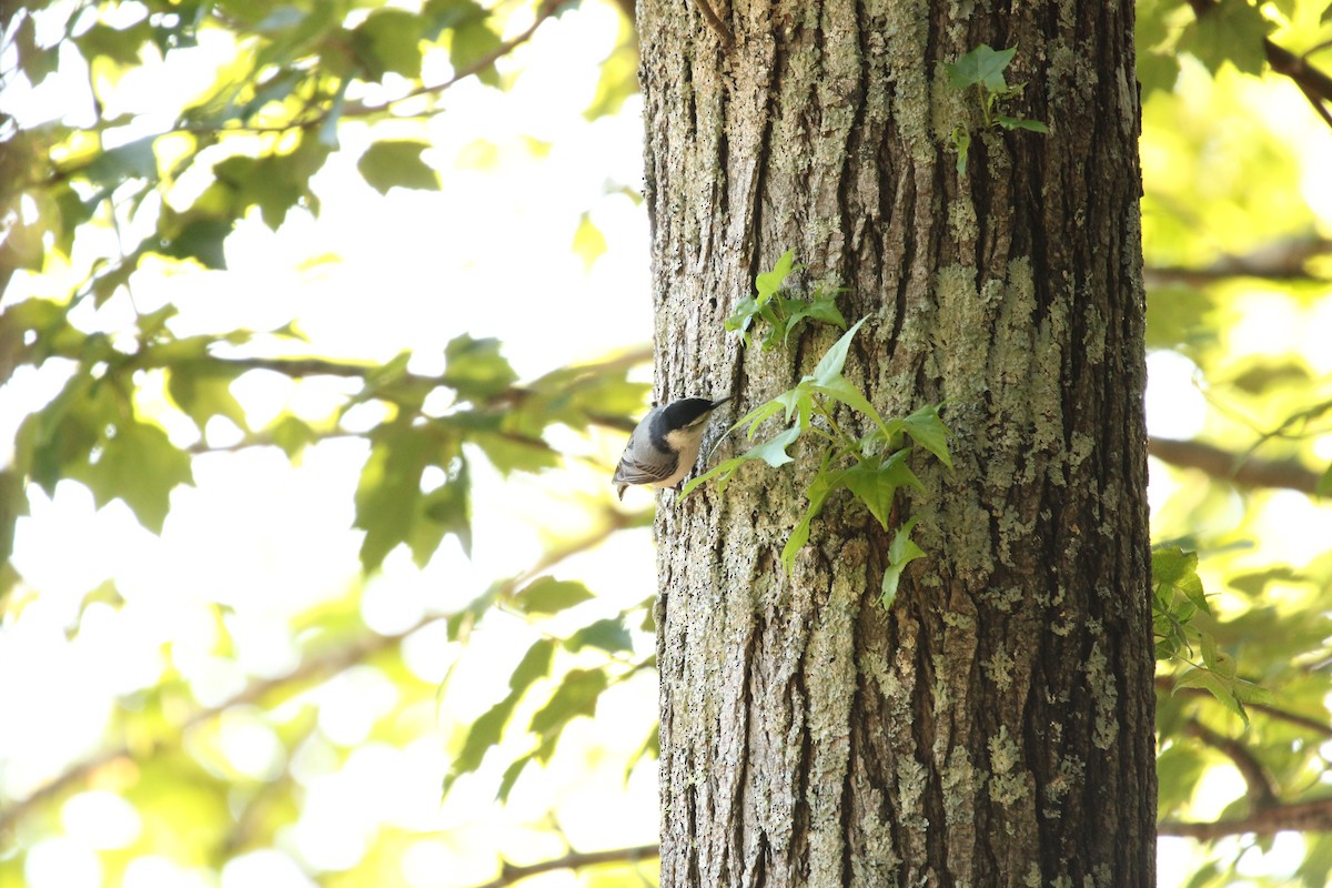White-breasted Nuthatch - ML619102953