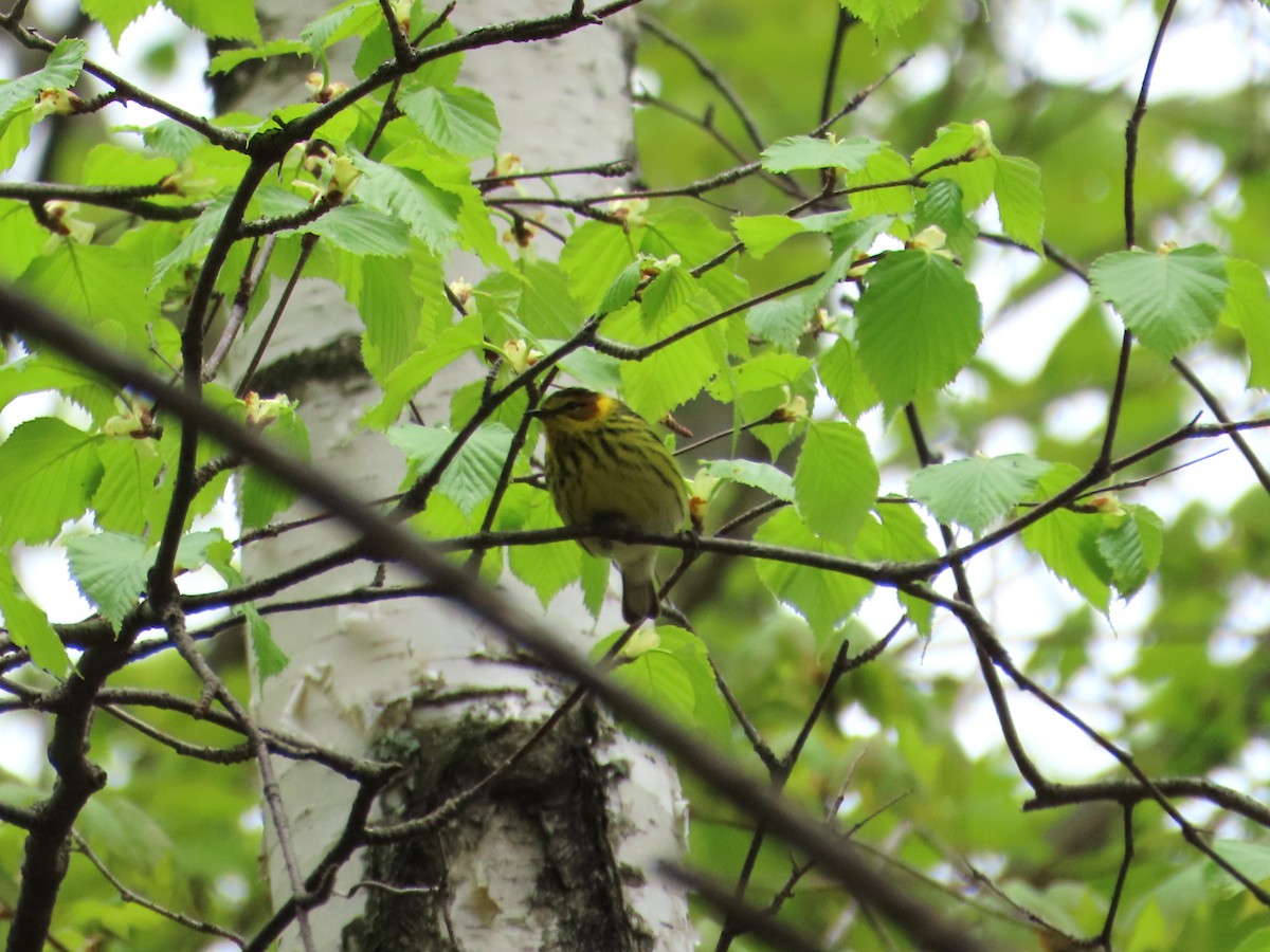 Cape May Warbler - ML619102962