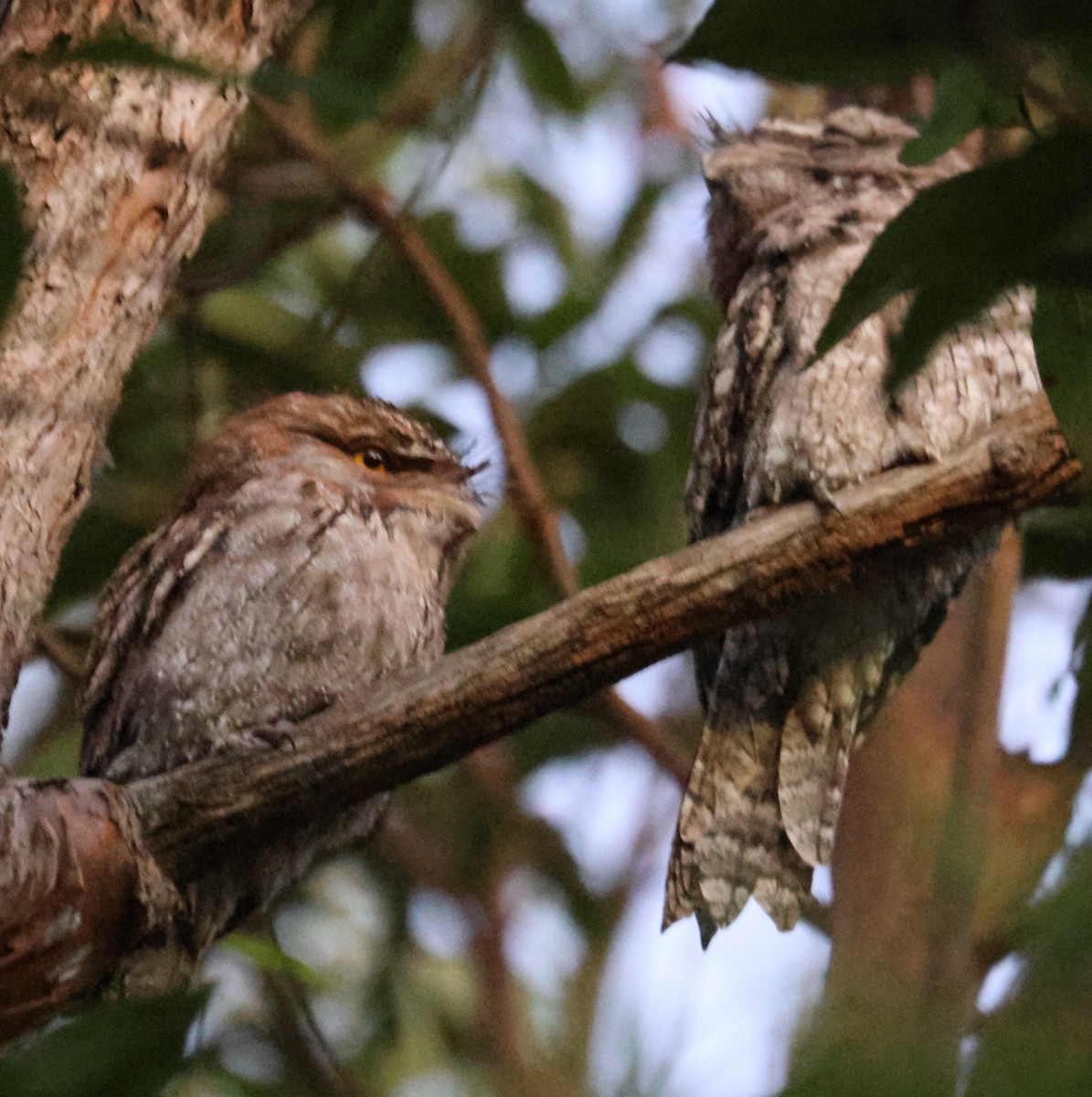 Tawny Frogmouth - Leith Woodall