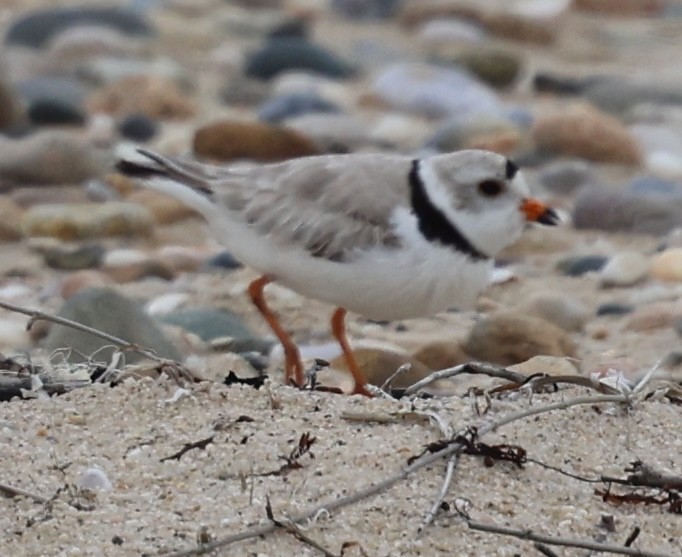 Piping Plover - ML619102969
