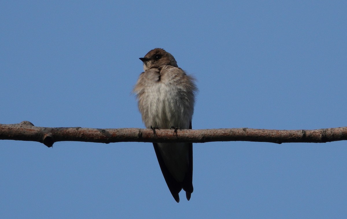 Northern Rough-winged Swallow - ML619102984