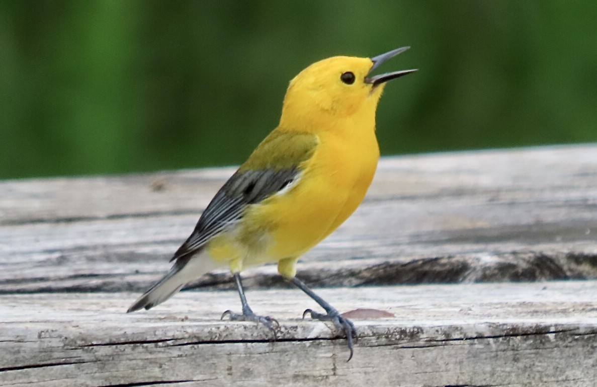 Prothonotary Warbler - ML619103050