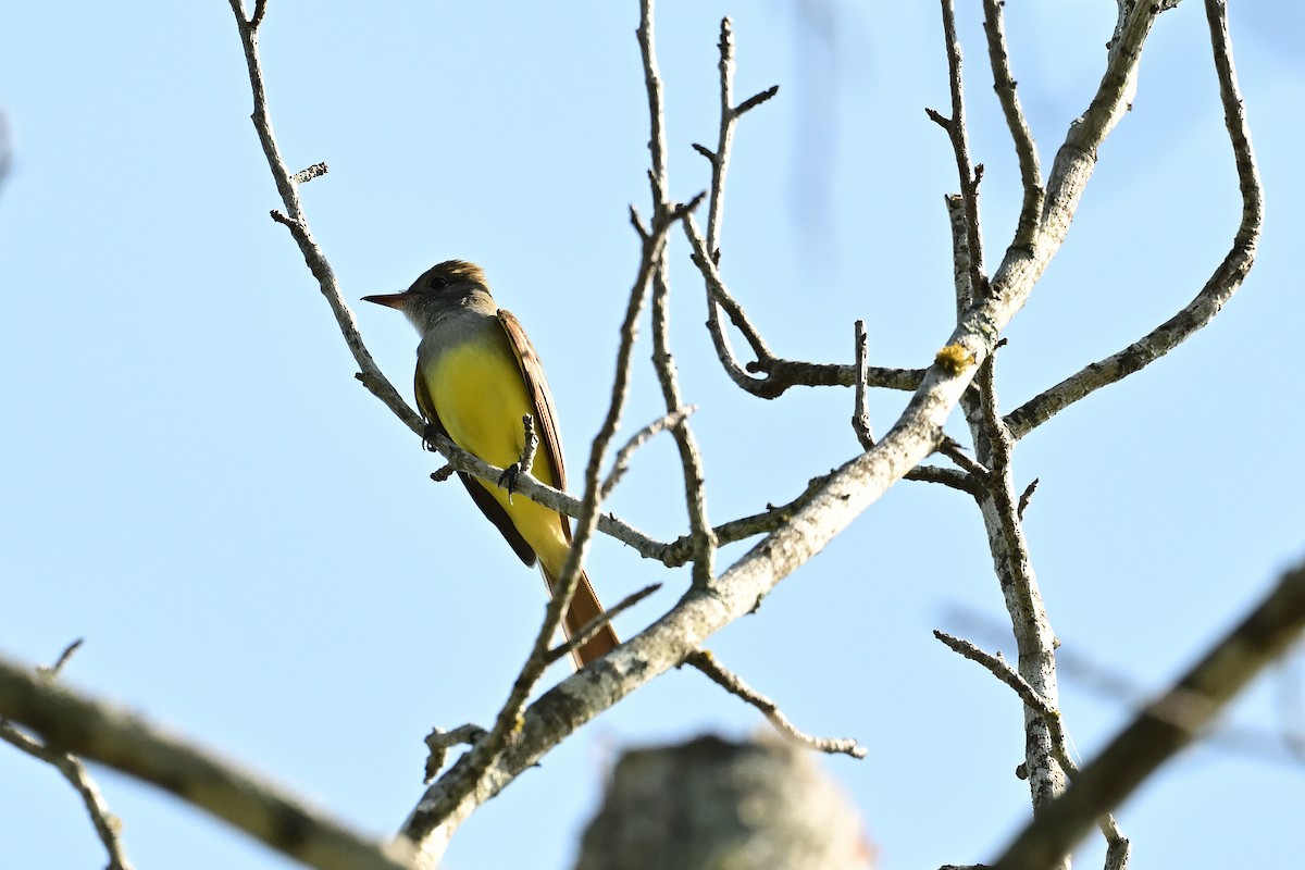 Great Crested Flycatcher - ML619103067