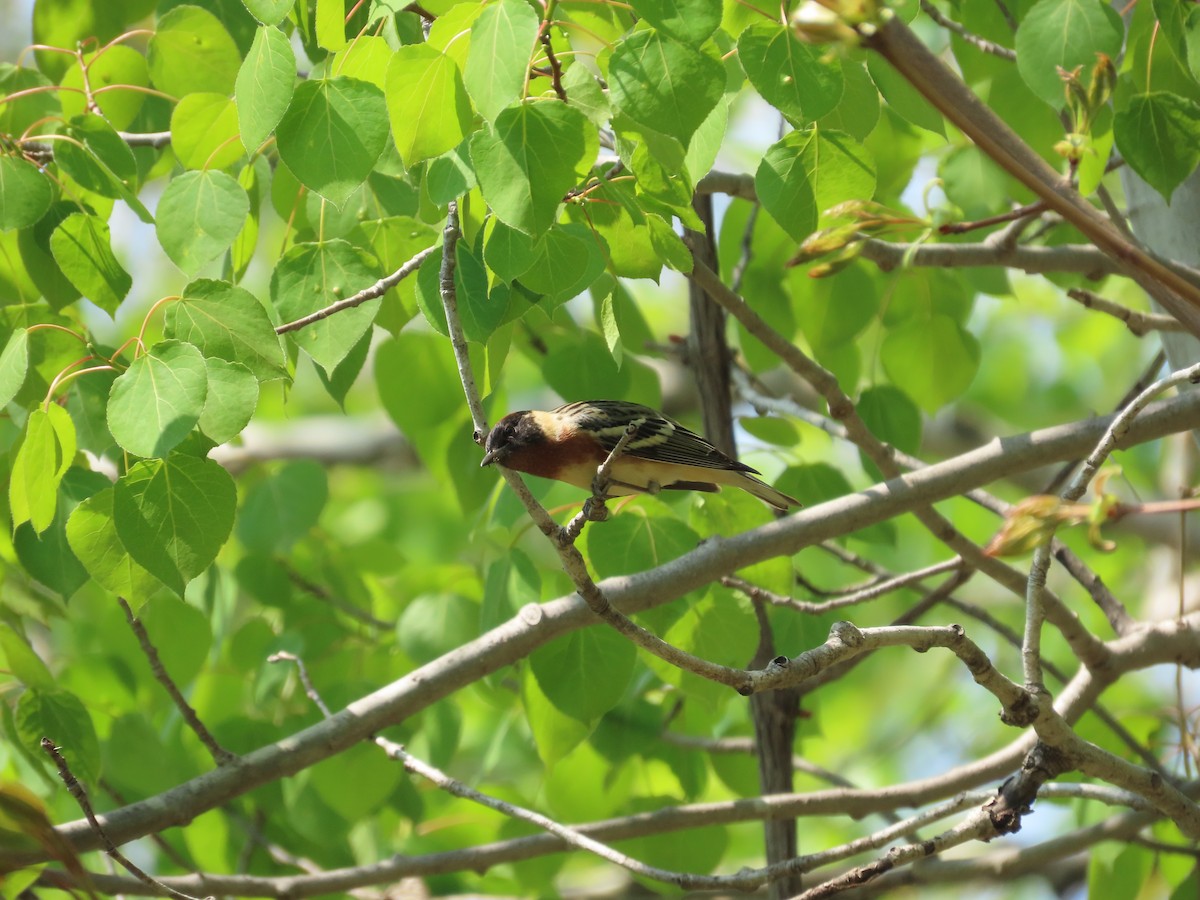 Bay-breasted Warbler - ML619103074