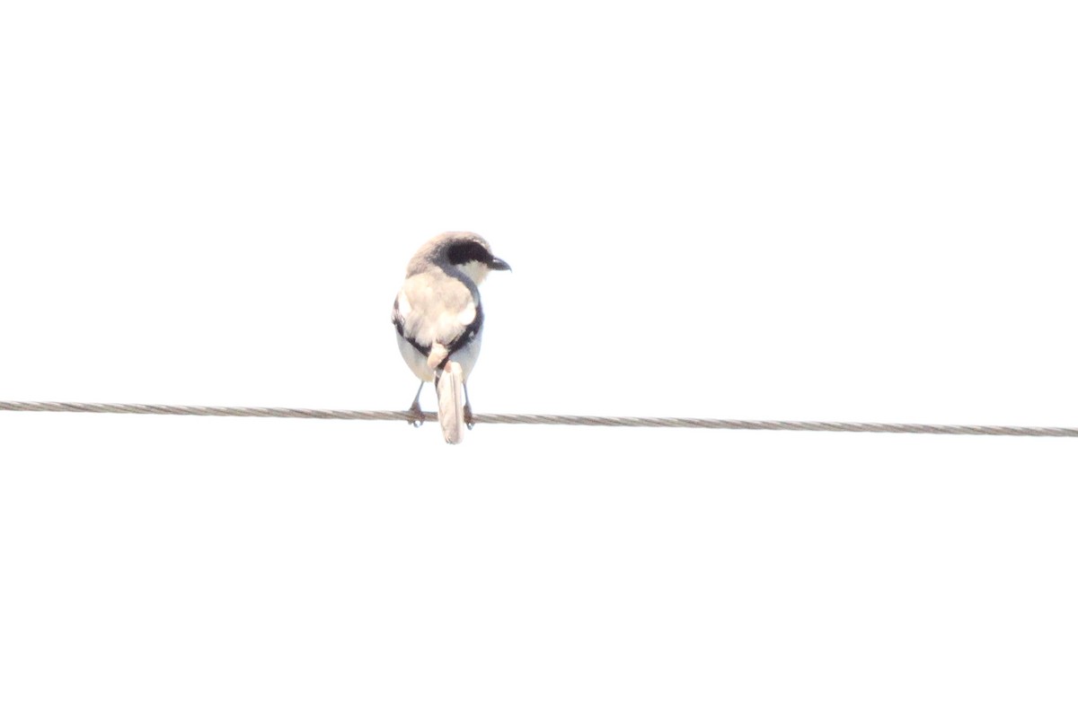 Loggerhead Shrike - ML619103082