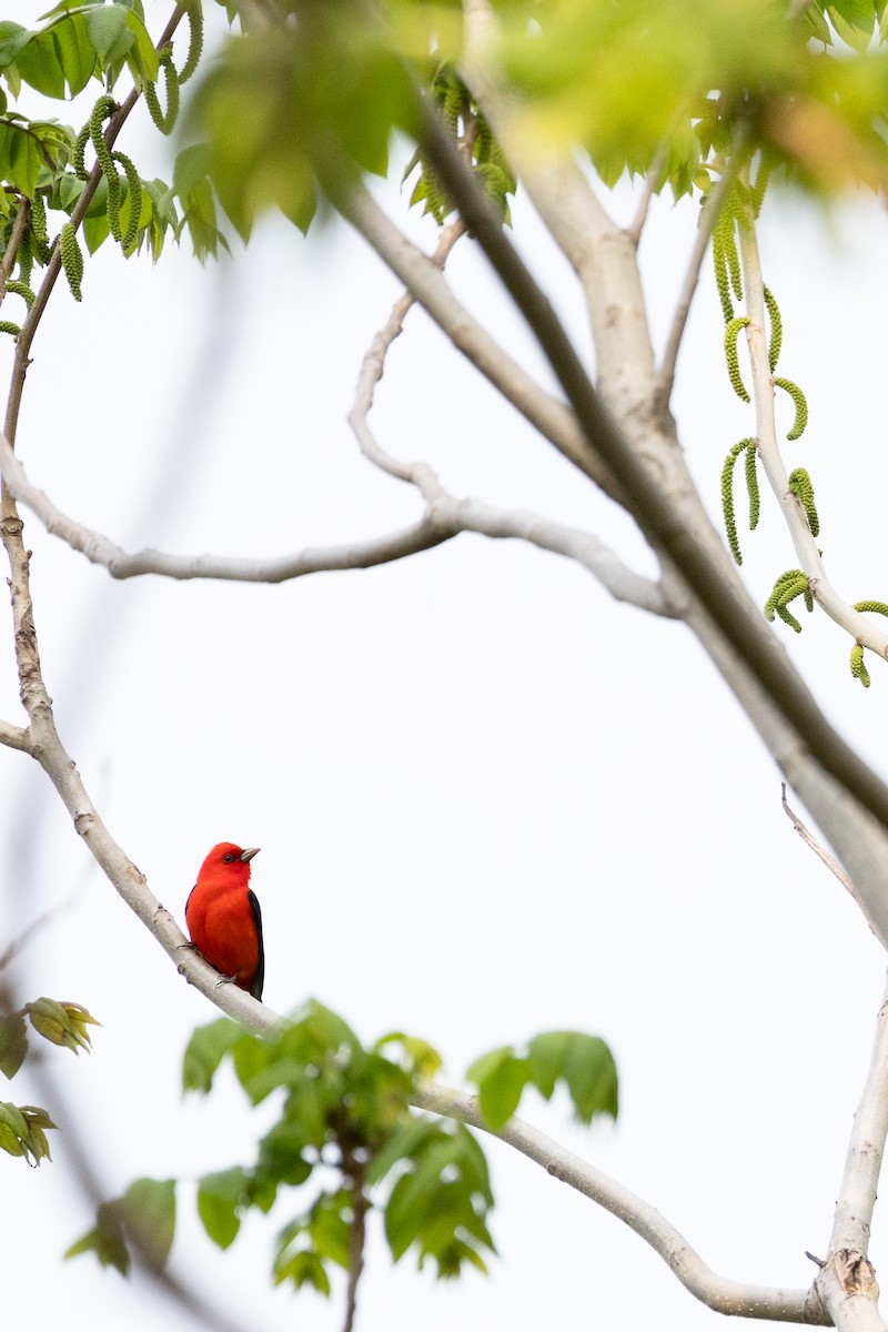 Scarlet Tanager - ML619103121