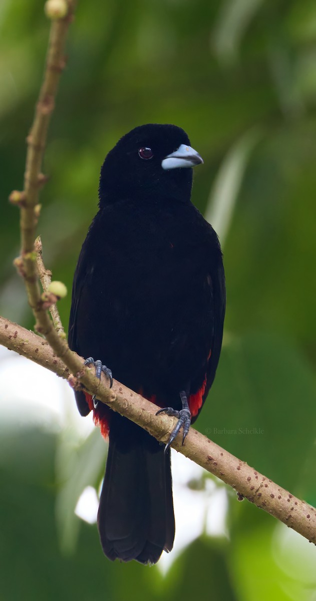 Scarlet-rumped Tanager (Passerini's) - ML619103131
