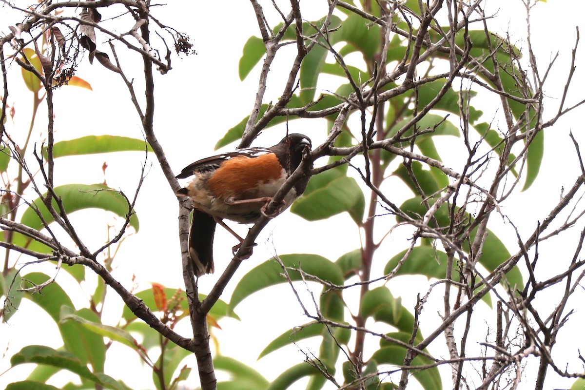 Spotted Towhee - ML619103169
