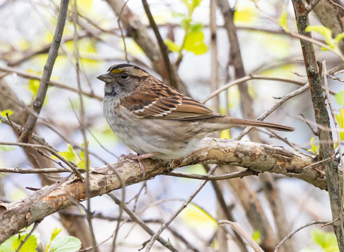 White-throated Sparrow - ML619103227