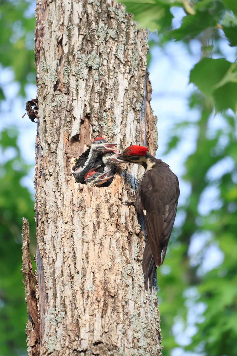 Pileated Woodpecker - ML619103248