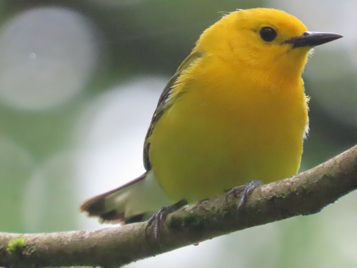 Prothonotary Warbler - ML619103254