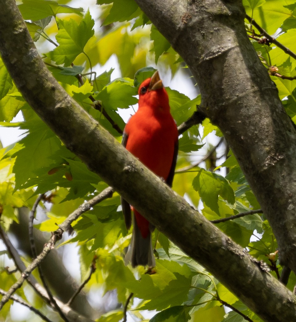 Scarlet Tanager - ML619103264