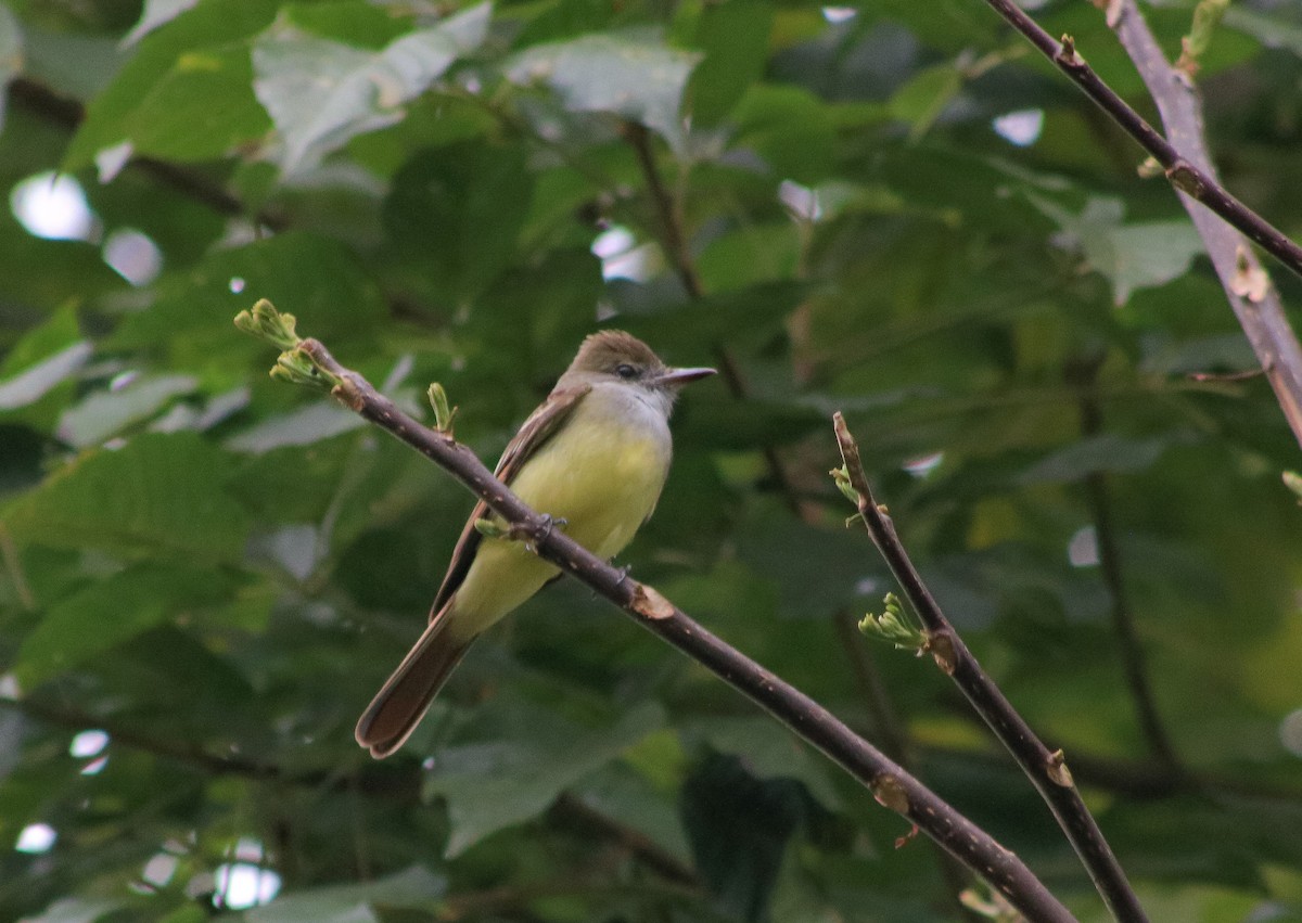 Great Crested Flycatcher - ML619103266