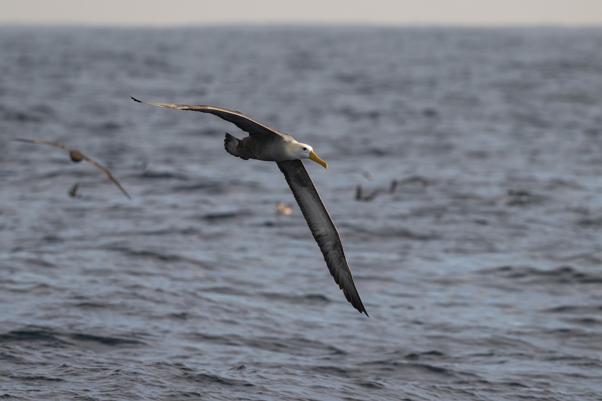 Albatros de Galápagos - ML619103282