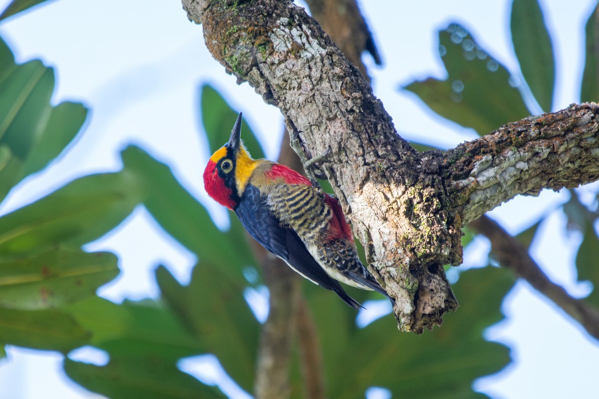 Yellow-fronted Woodpecker - ML619103312