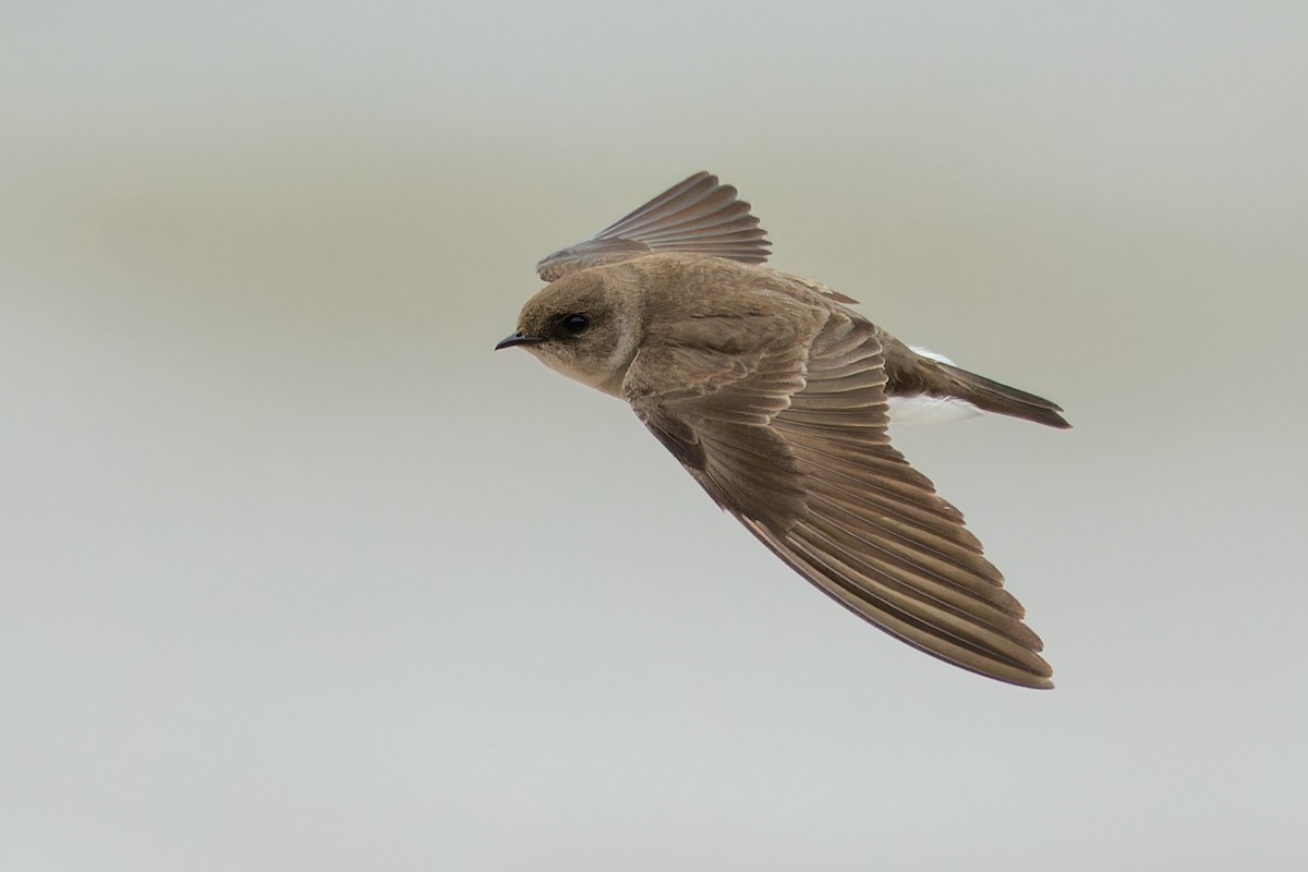 Northern Rough-winged Swallow - ML619103316