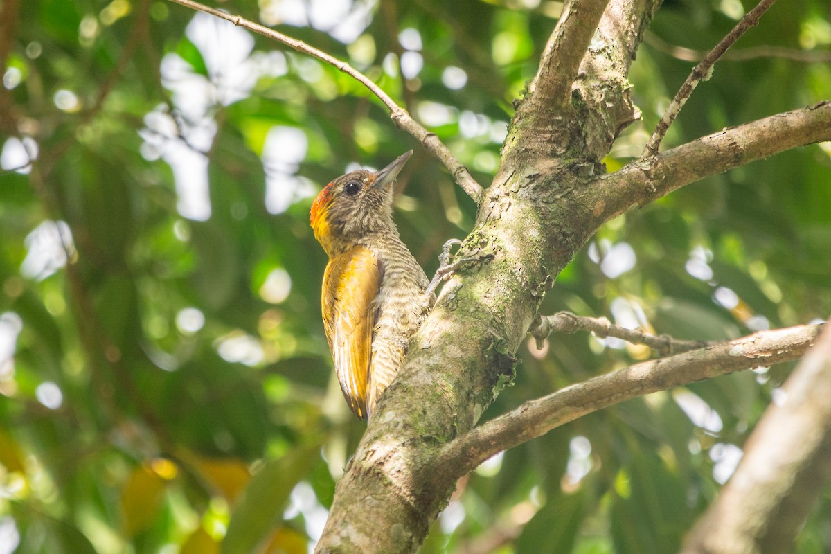 Yellow-eared Woodpecker - ML619103333