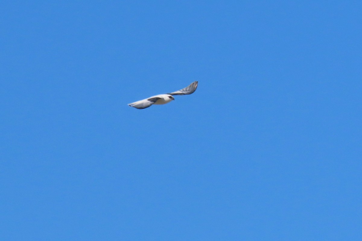 Black-shouldered Kite - ML619103339