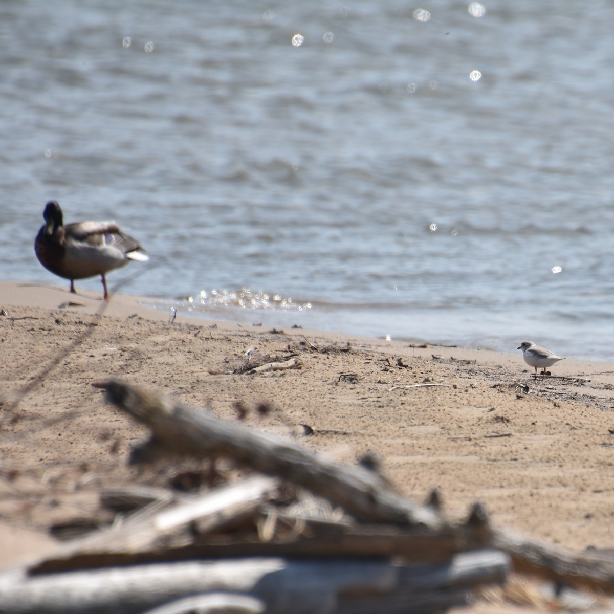 Piping Plover - ML619103349