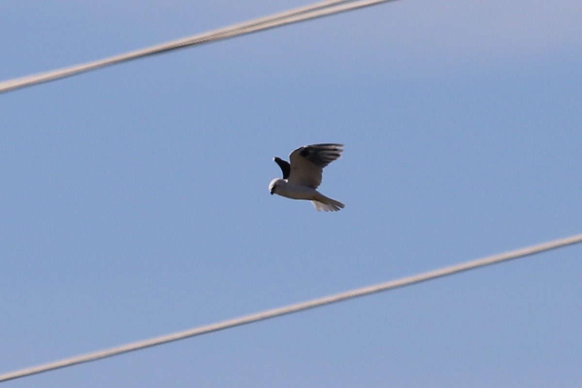 Black-shouldered Kite - ML619103350