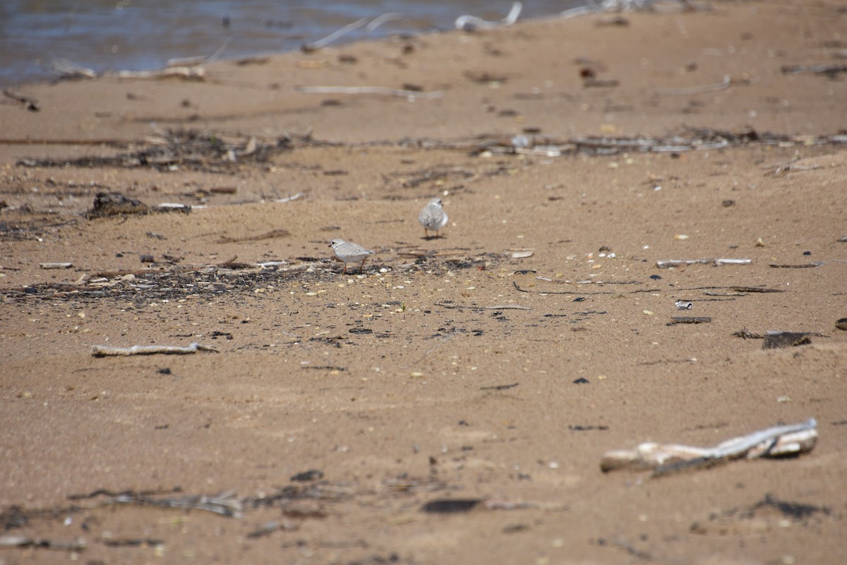 Piping Plover - ML619103351