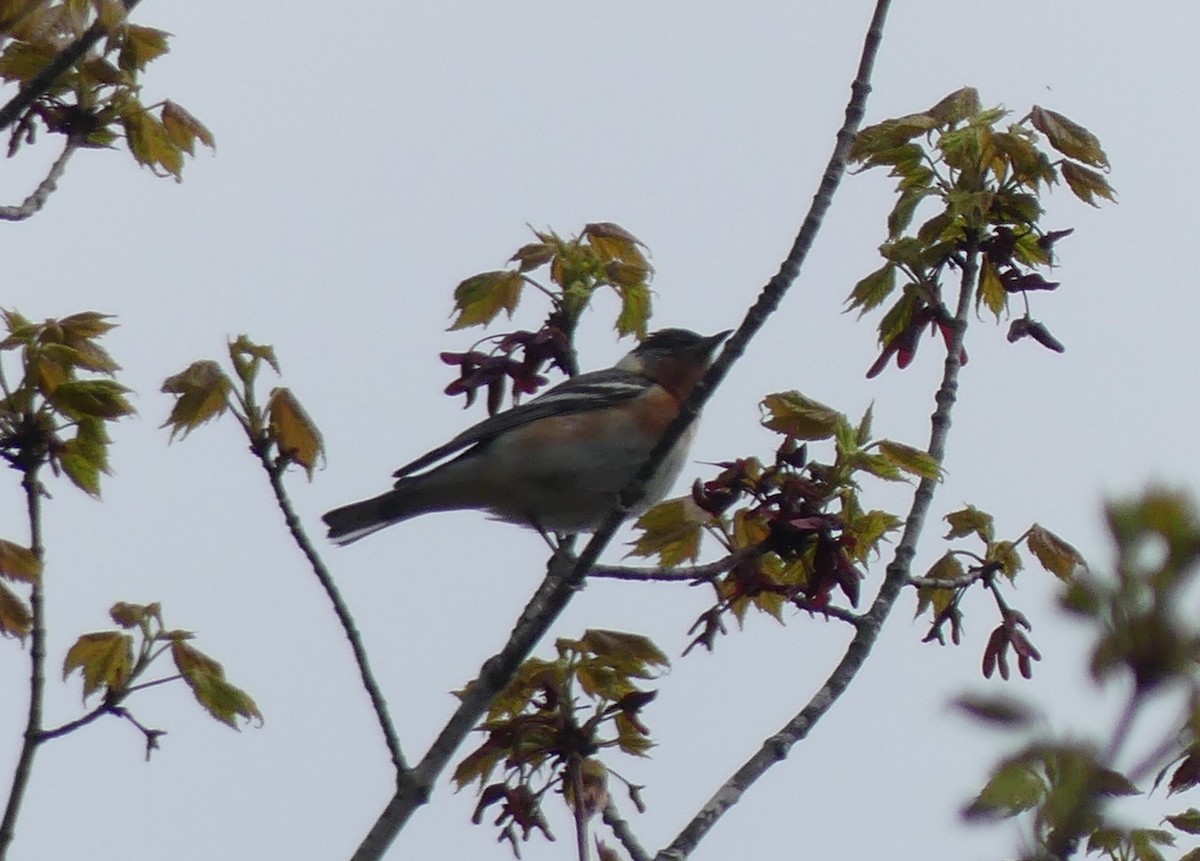 Bay-breasted Warbler - ML619103386