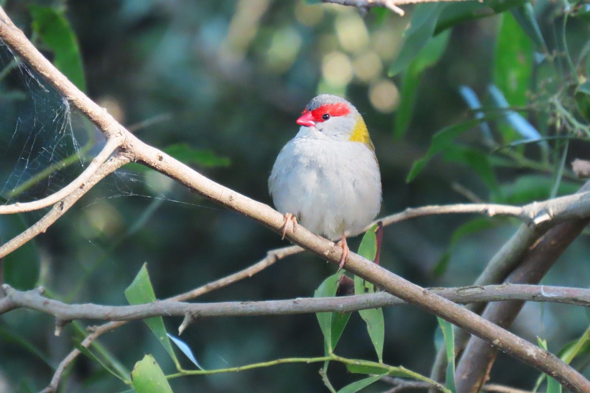 Red-browed Firetail - ML619103428