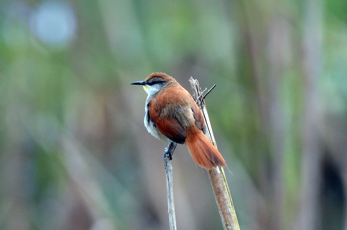 Yellow-chinned Spinetail - ML619103433