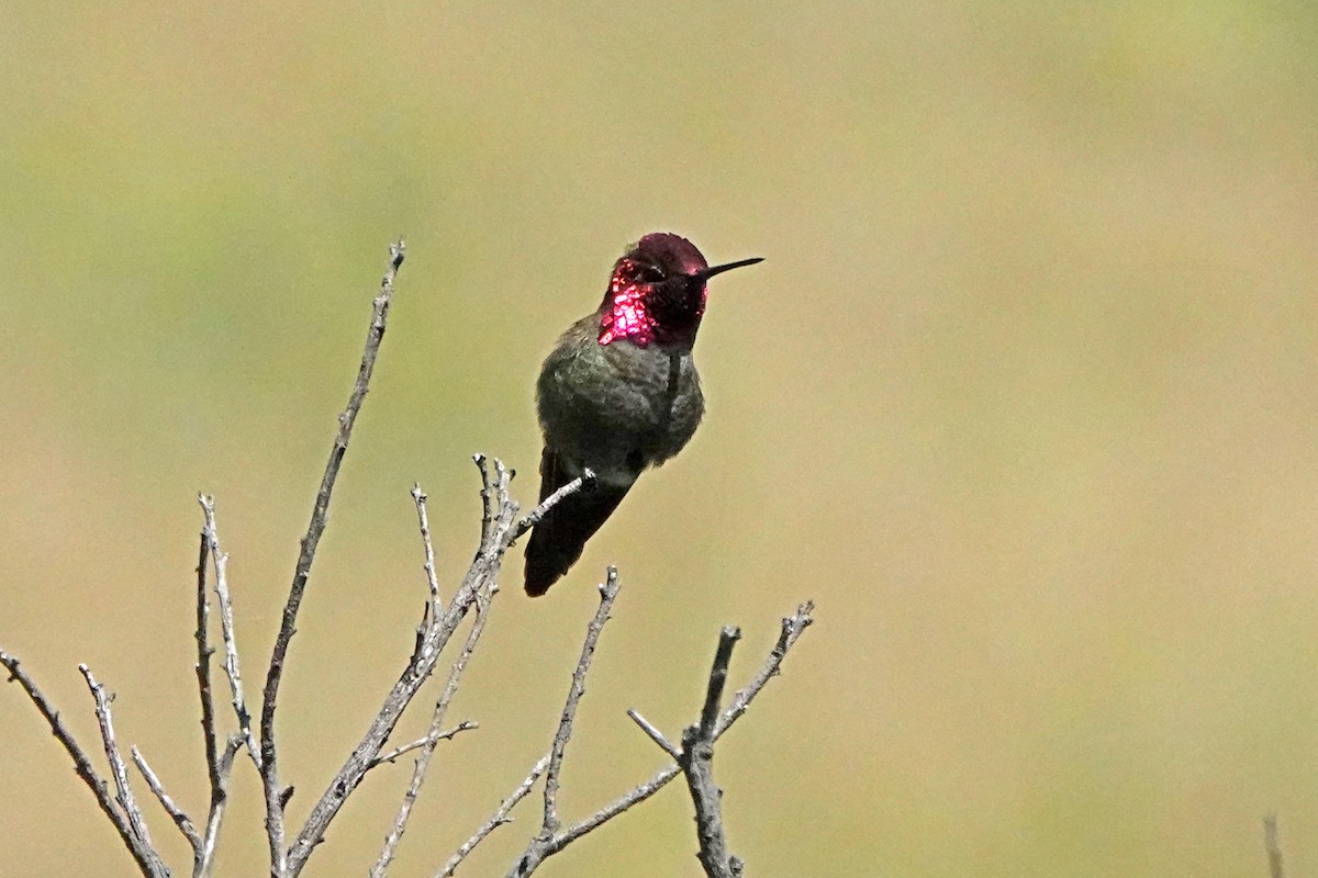 Anna's Hummingbird - ML619103436