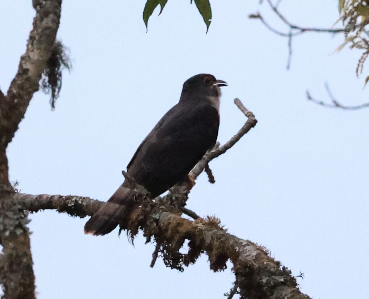 Hodgson's Hawk-Cuckoo - Vijaya Lakshmi
