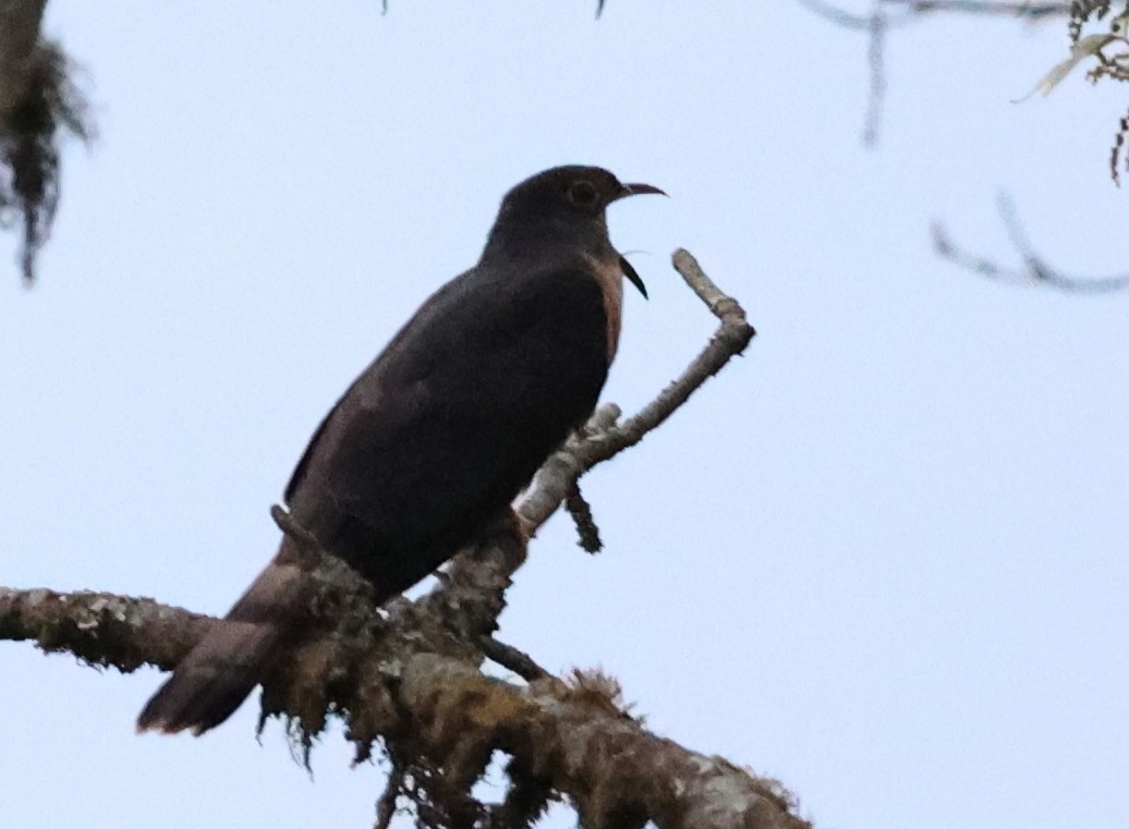 Hodgson's Hawk-Cuckoo - ML619103438