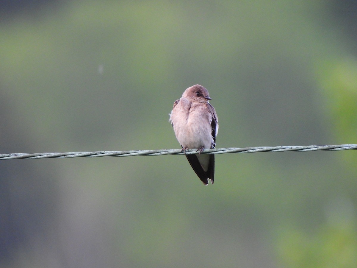 Northern Rough-winged Swallow - ML619103461
