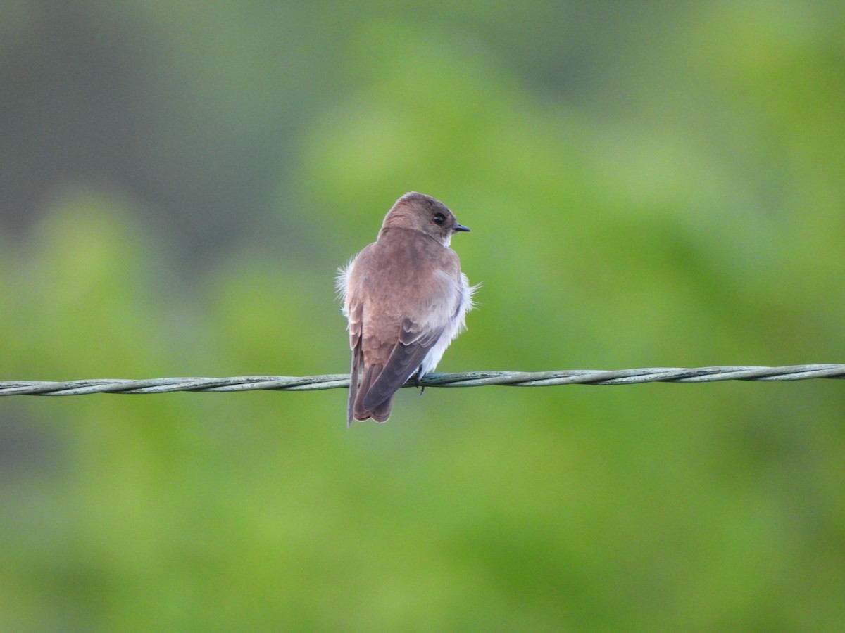 Northern Rough-winged Swallow - ML619103462