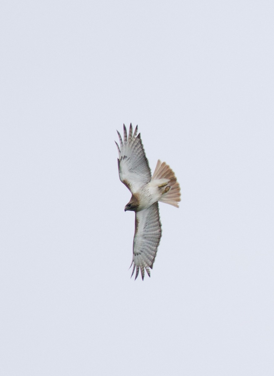 Red-tailed Hawk - ML619103485