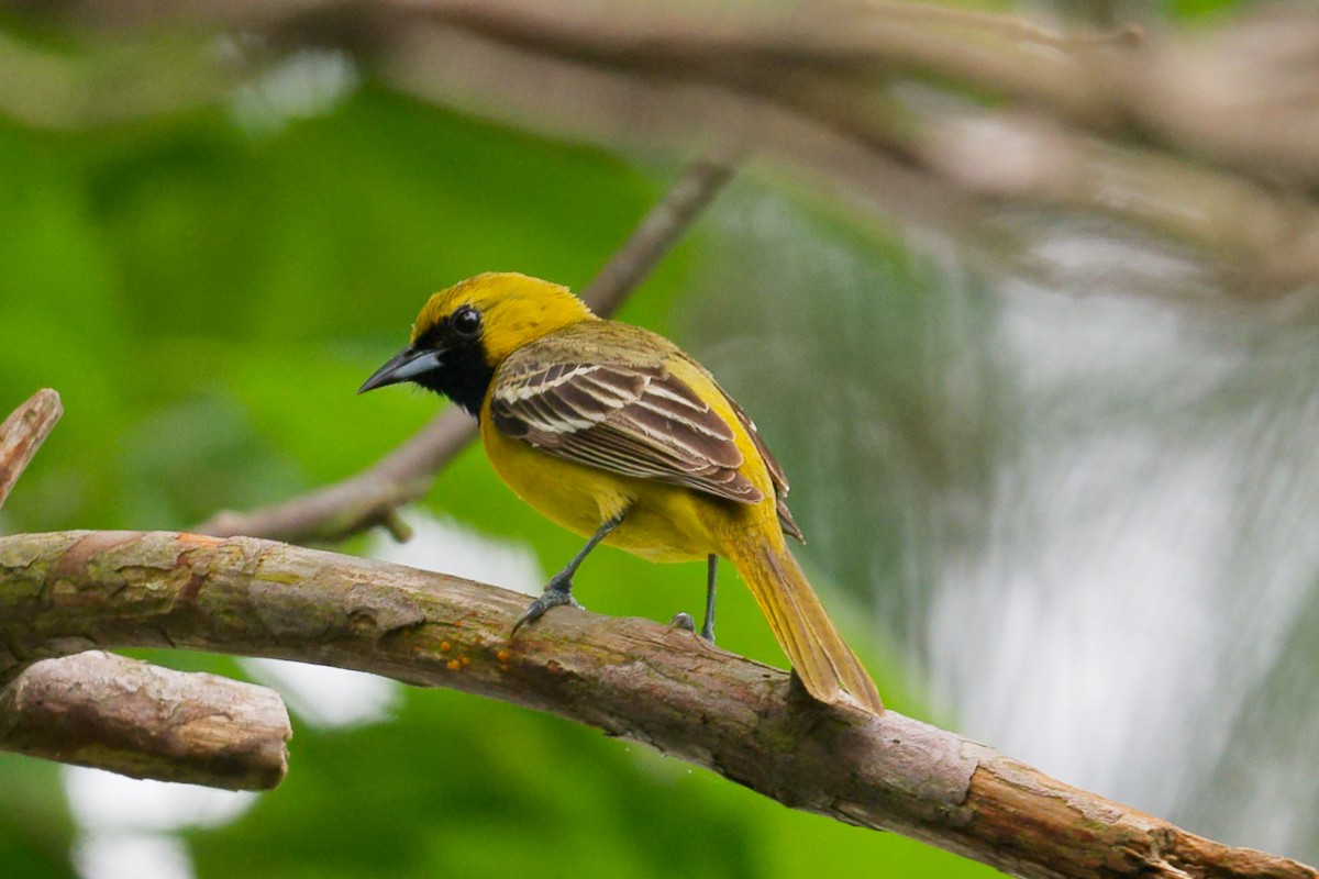 Orchard Oriole - ML619103500