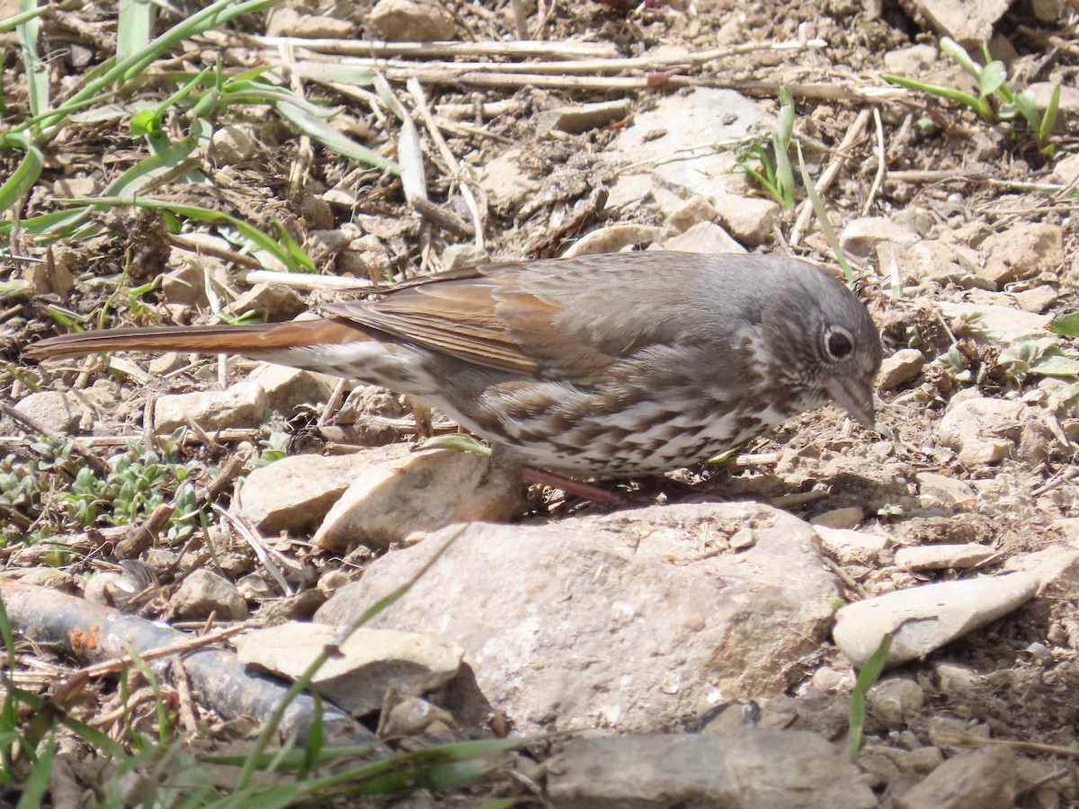 Fox Sparrow (Slate-colored) - ML619103525
