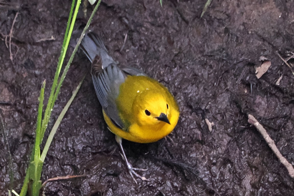 Prothonotary Warbler - ML619103574