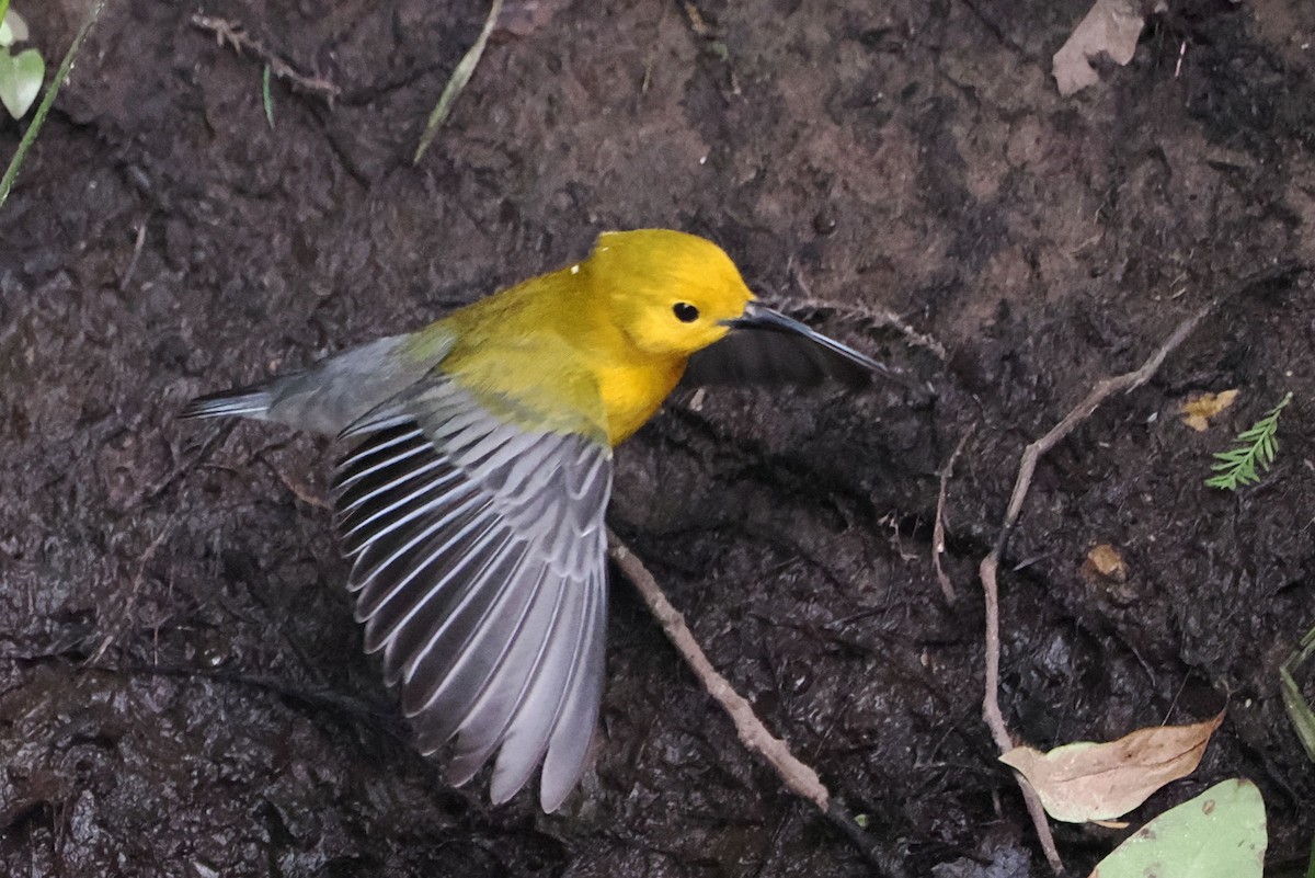 Prothonotary Warbler - ML619103575