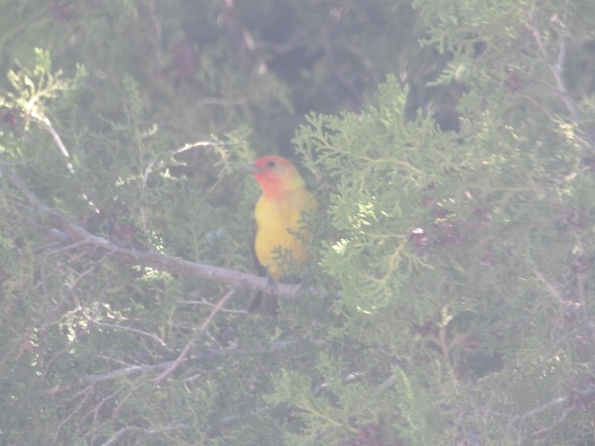 Western Tanager - ML619103584