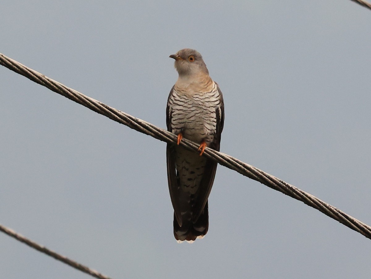 Common Cuckoo - ML619103585