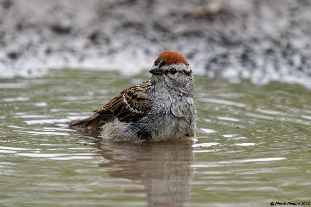 Chipping Sparrow - ML619103586
