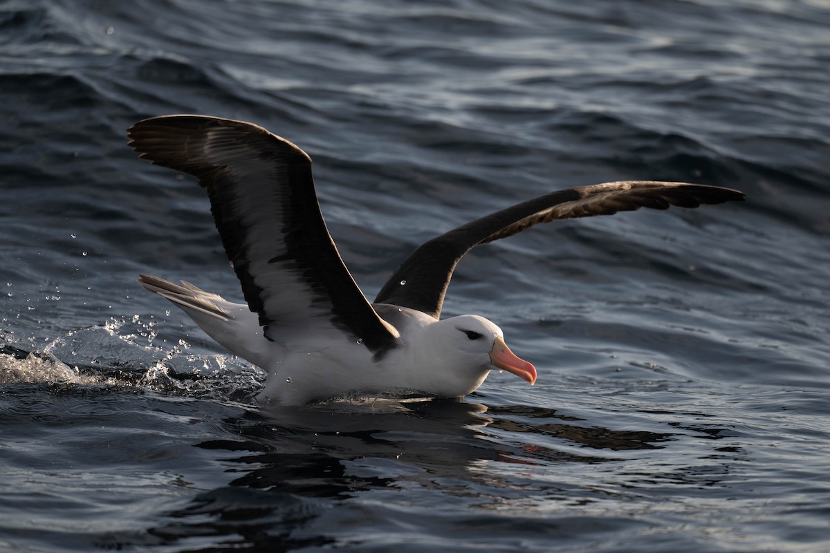Albatros à sourcils noirs - ML619103600