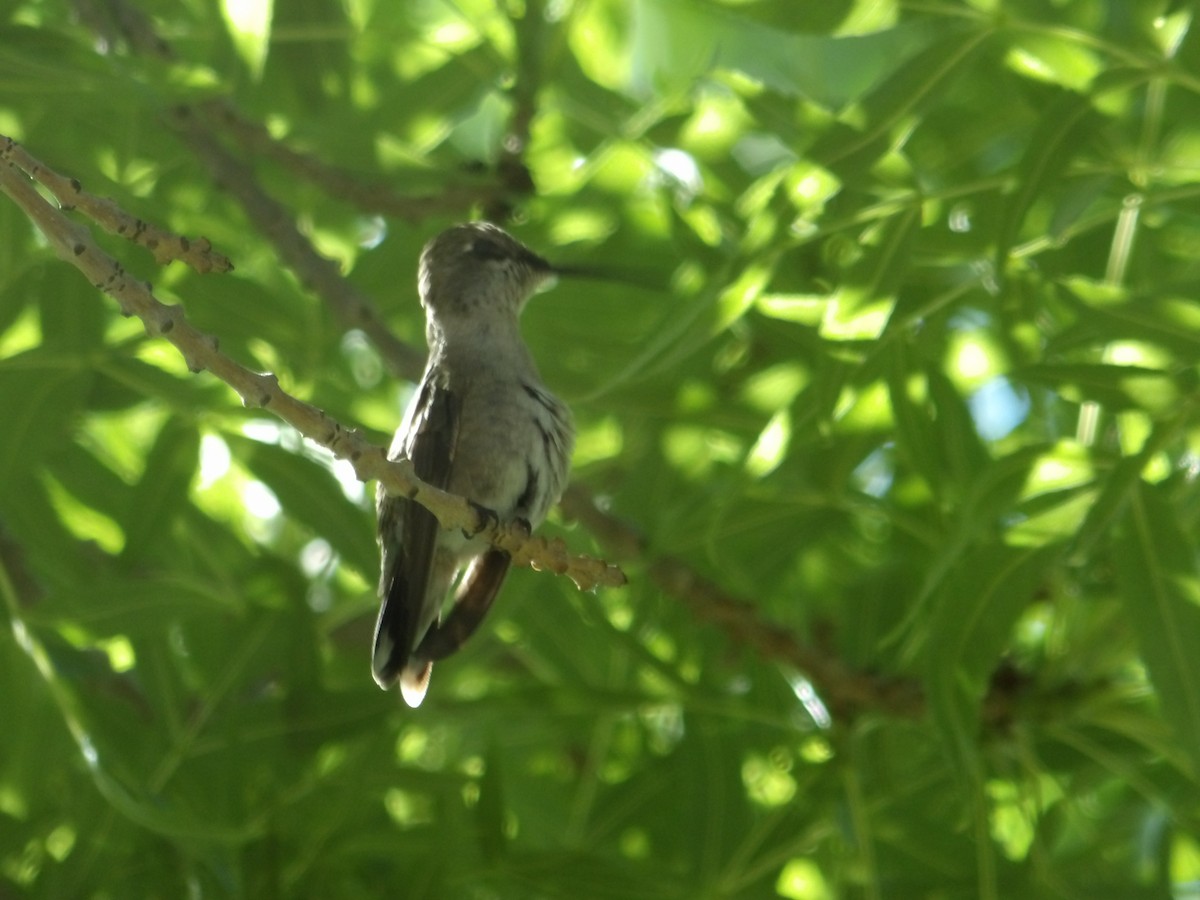 Black-chinned Hummingbird - ML619103602