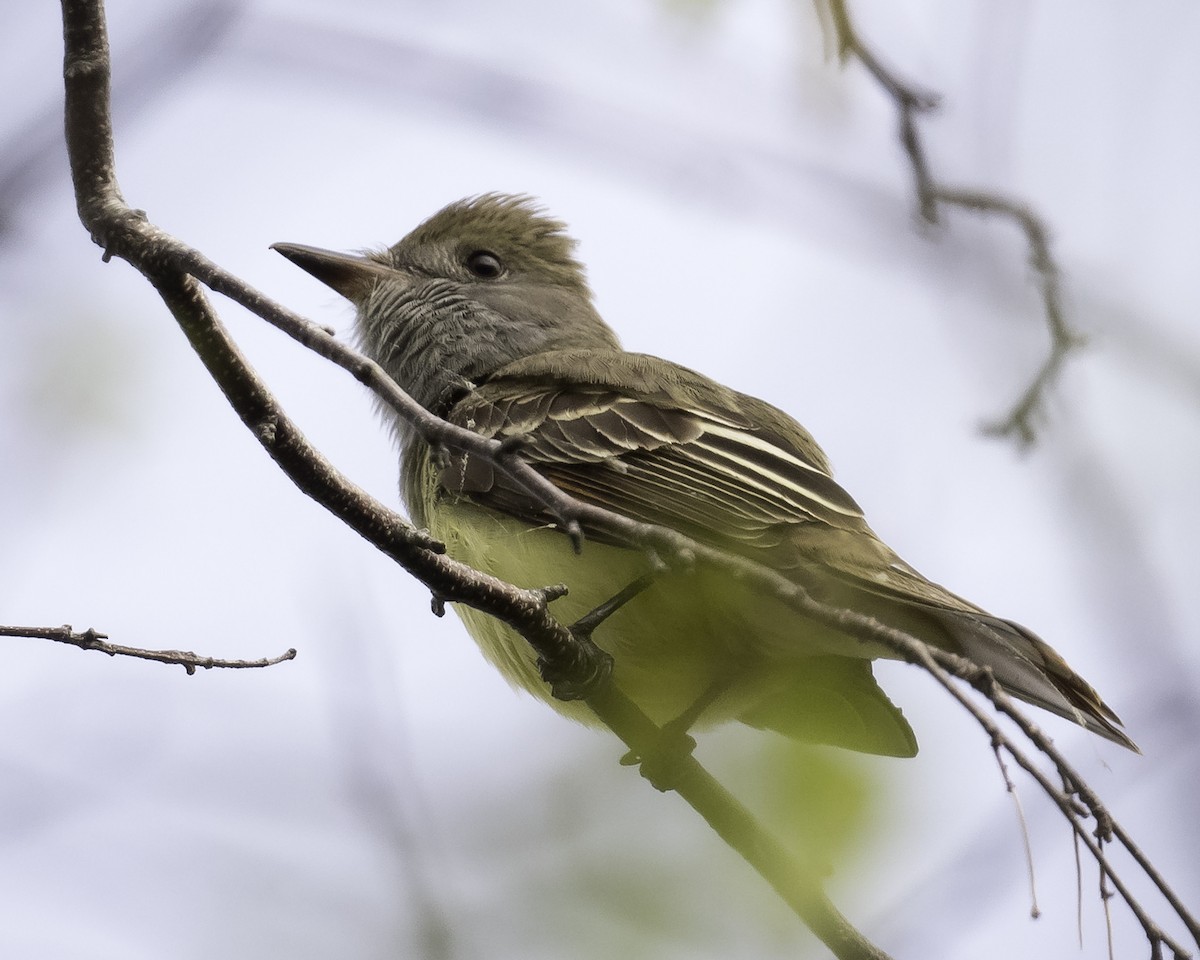 Great Crested Flycatcher - ML619103605