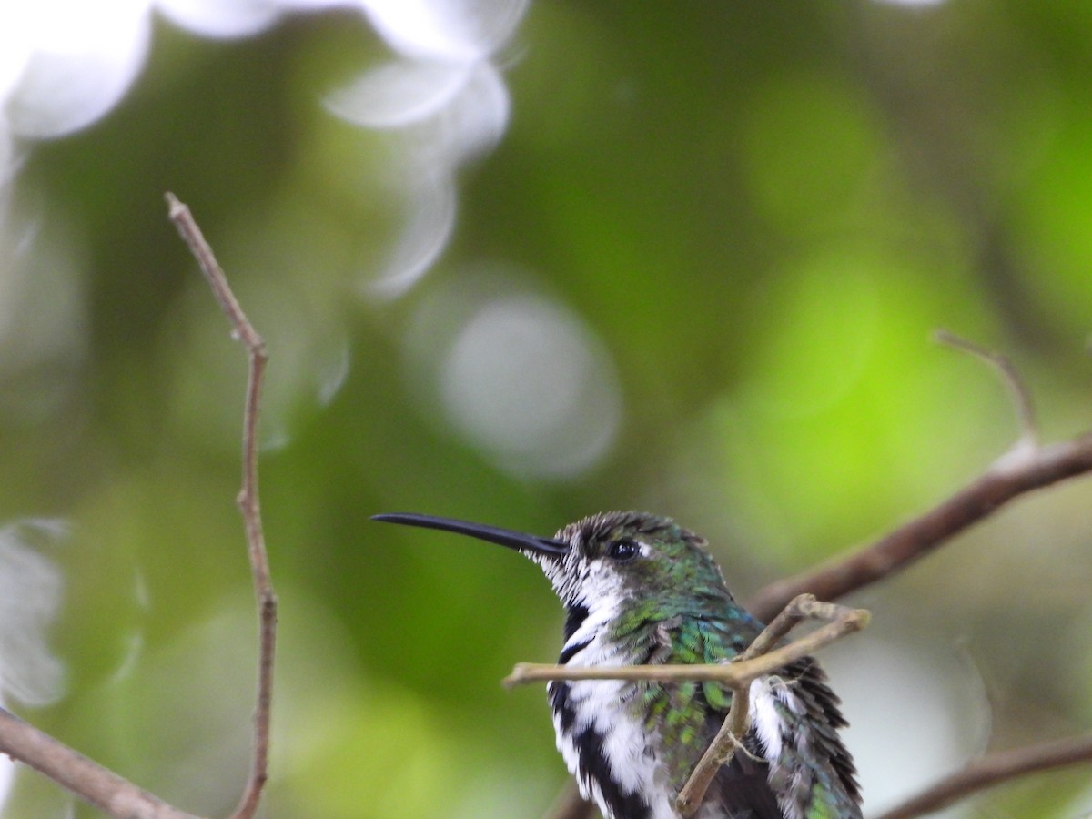 kolibřík tropický - ML619103641