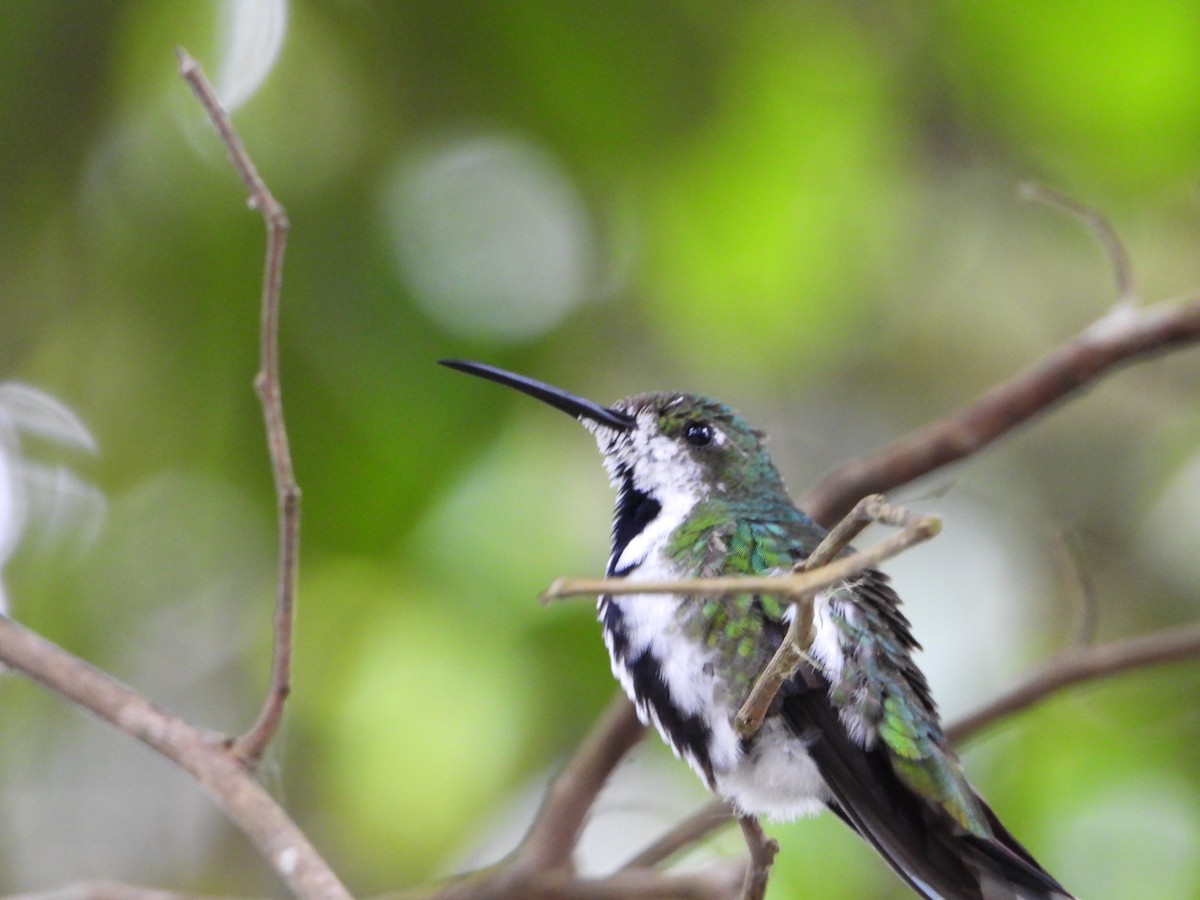 kolibřík tropický - ML619103643